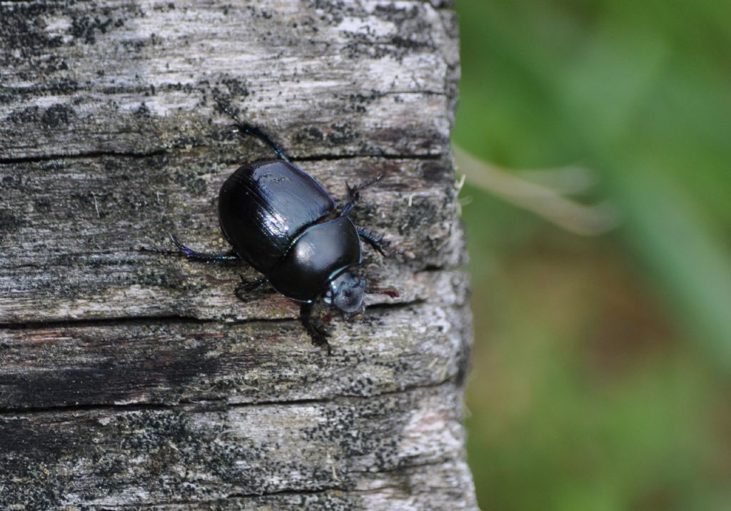 Geotrupidae: Anoplotrupes stercorosus?.....Geotrupes sp. (cfr.)